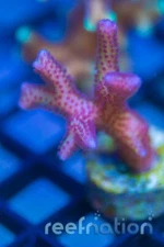 ORA Hyacinth Birdsnest Coral seriatopora hystrix