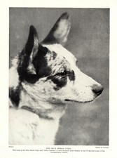 1930s Antique Blue Merle Corgi Dog Print Geler Coressa Corgi 4300u