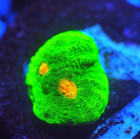 CORALS OF EDEN ~ WYSIWYG Live Coral ~ Space Invader Chalice Coral LPS SPS — photo 2