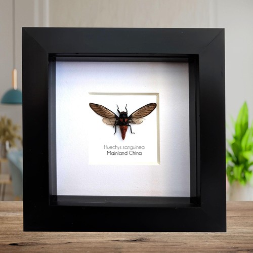 Huechys sanguinea, Taxidermie, Blutrote Zikade, Entomologie vorhanden, Käfer - Bild 1 von 7