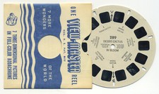 Desert Cactus in Bloom 1940's View-Master Single Reel 289
