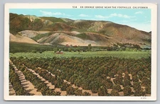 An Orange Grove near Foothills in California CA Postcard