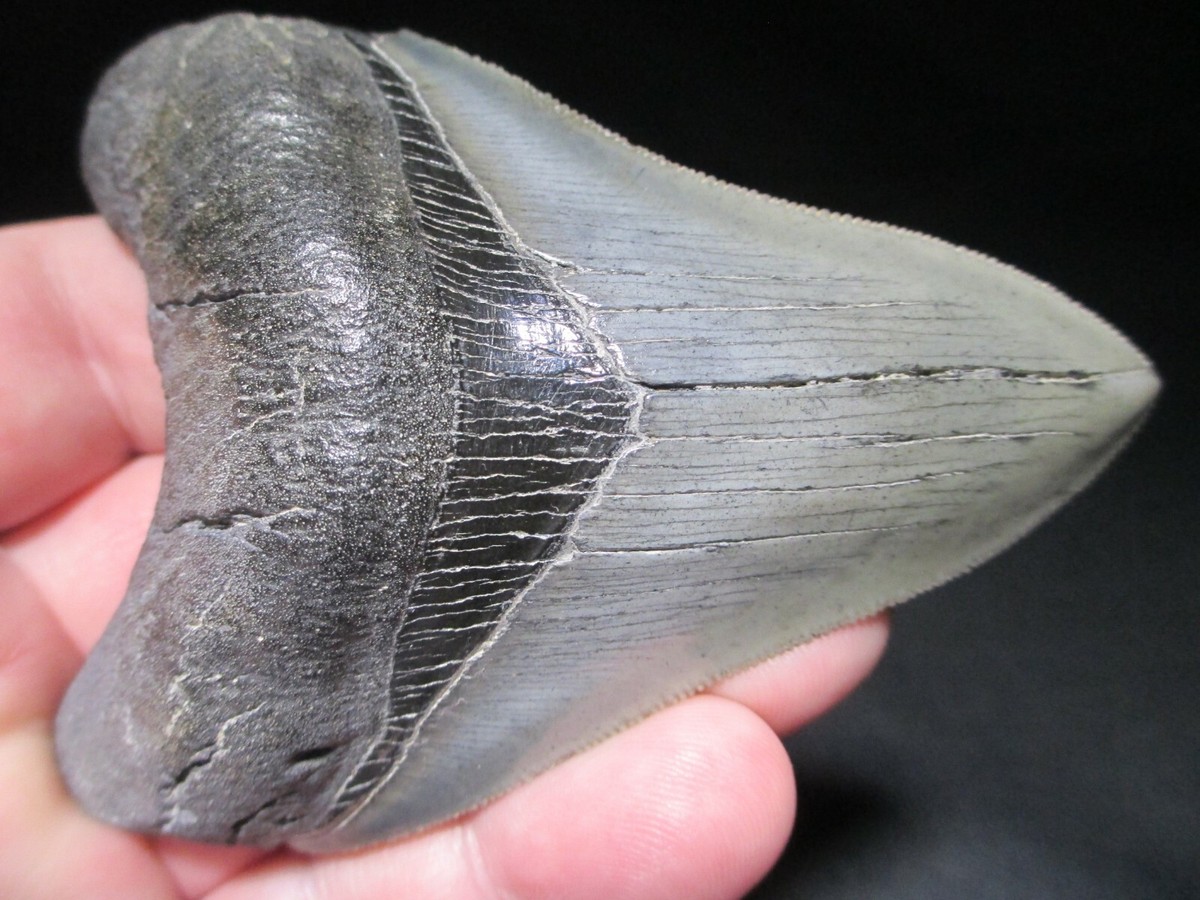 3-7/8 inch MEGALODON SHARK TOOTH Fossil Teeth SC SOUTH CAROLINA - TOP  QUALITY | eBay