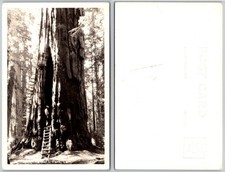 Tarjeta postal foto tronco hueco bosque escalera árbol secuoya gigante RPPC