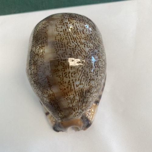 Cypraeidae Arabica Asiatica - 68mm - Beautiful Color, Pattern and Shape - Picture 2 of 5
