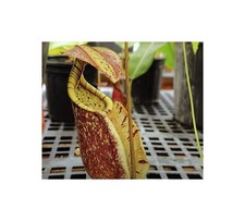 5x Nepenthes rafflesiana green var. squat Kannenpflanze Samen B1825