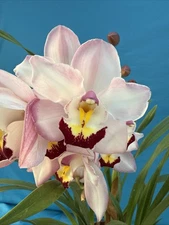 Cymbidium NOID (V) Pink Maroon White New Growths Blooming Orchid Hybrid 6” Pot