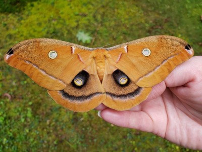 10 FERTILE Live ANTHERAEA POLYPHEMUS MOTH EGGS ~ Beautiful GOLDEN CARAMEL STRAIN