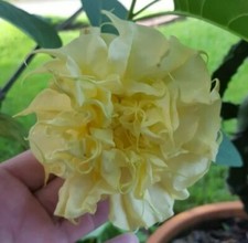 Double Yellow Angel Trumpet Seeds 50 