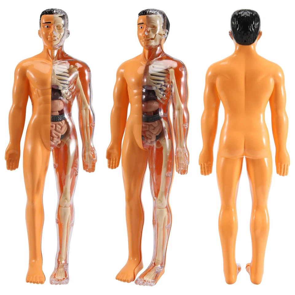 Modello 3D di Anatomia del Corpo Umano per Bambini nel Plastica DIY Schelet9511 - Immagine 3 di 4