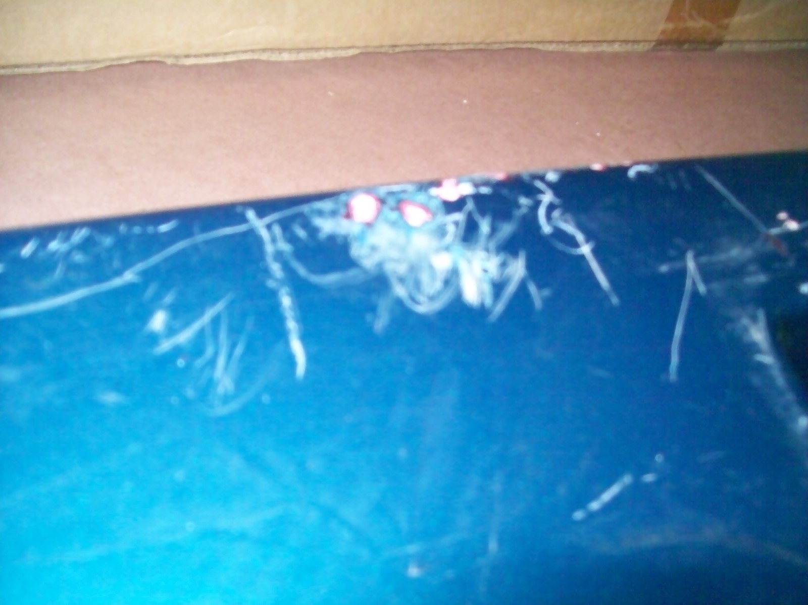 1993 Ford Ranger Roll Pan Fiberglass Rear Bumper eBay