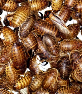 Dubia Roaches Top Quality Guaranteed My Dubias Are Fed With High