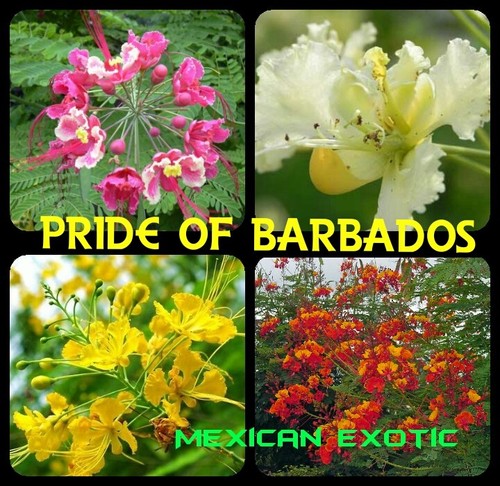 Caesalpinia Pulcherrima Pride Of Barbados Mexican Exotic Flower Seeds 10 Pcs Ebay