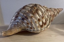 Charonia Tritonis - Conchiglia per tromba di Tritone - 11 3/4" di lunghezza