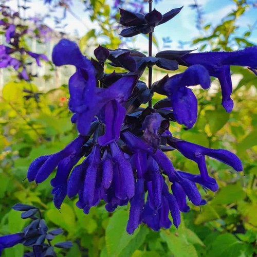 Salvia guaranitica ‘Amino’ Blue Flower Well Drained and Hardy Summer Colour - Picture 3 of 7