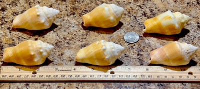 Gulf Coast Florida Fighting Conch Shells Medium Set of 6 VTG. 1960-1970 s Lot# 3