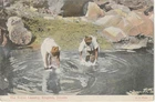 JAMAICA: Postcard  Laundry  to USA  1910.