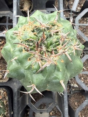 Discocactus ferricola  MONSTROSE seedgrowth Succulent Plant WYSIWYG