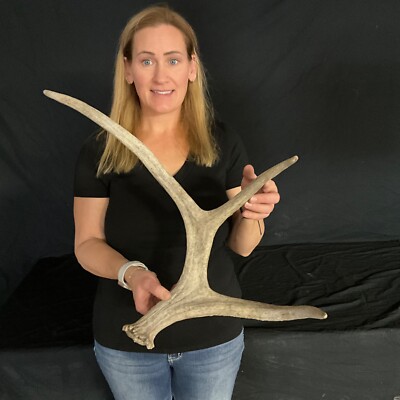 Moose shed Antlers Taxidermy antler horn elk moose horn  104
