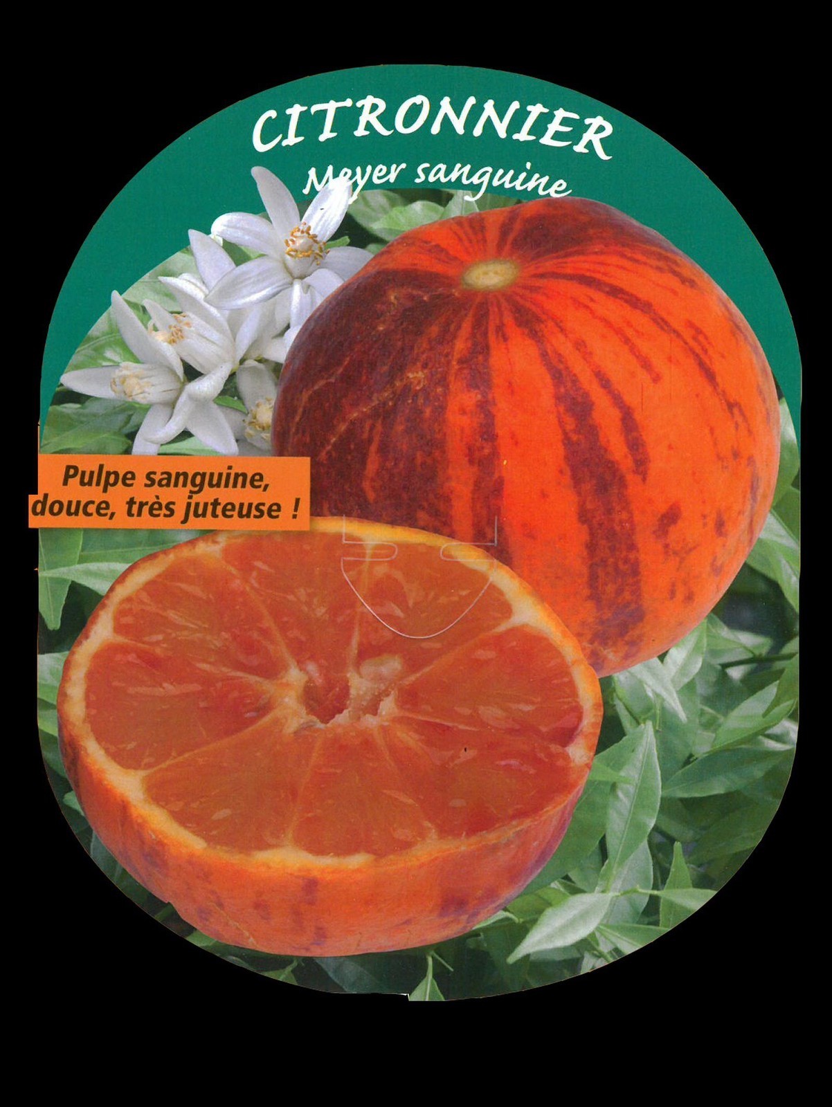 Citronnier Meyer Sanguine arbuste fruitier de 150cm pour jardin