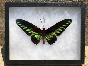 Rajah Brooke S Birdwing Butterfly Trogonoptera Brookiana Male Green Black Ebay