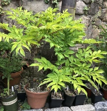 AMORPHOPHALLUS KONJAC 'Gordon's Gold' 1 Dormant Bulb, (Voodoo Lily) Arisaema