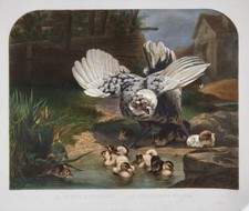 D'après Léger CHERELLE (1816 - 1879) - La poule aux abois - Coloris exceptionnel