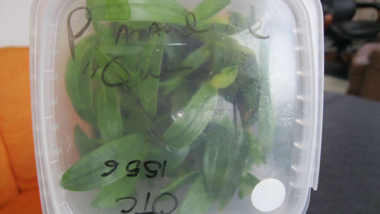 Orchid FLASK paph Maudiae " The Queen" Hybrid Paphiopedilum RARE !! eBay