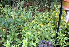BLACKEYED SUSAN DAISY 100 + FLOWER SEEDS of MINI YELLOW PERENNIALS USA Seller