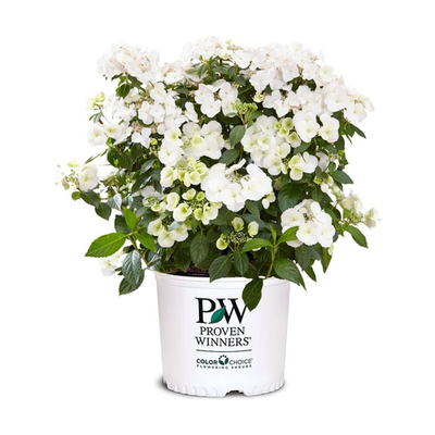 #ad Proven Winners 2 Gal. Fairytrail Bride Hydrangea Shrub $52.46