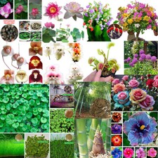 Wholesale Various Plant S-e-e-d-s,Lilies,Orchids,Roses,Peonies,Water Plants etc