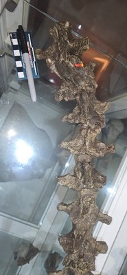 RARE! Associated String Of 9 North American Mosasaur Vertebrae! Ozan Formation!