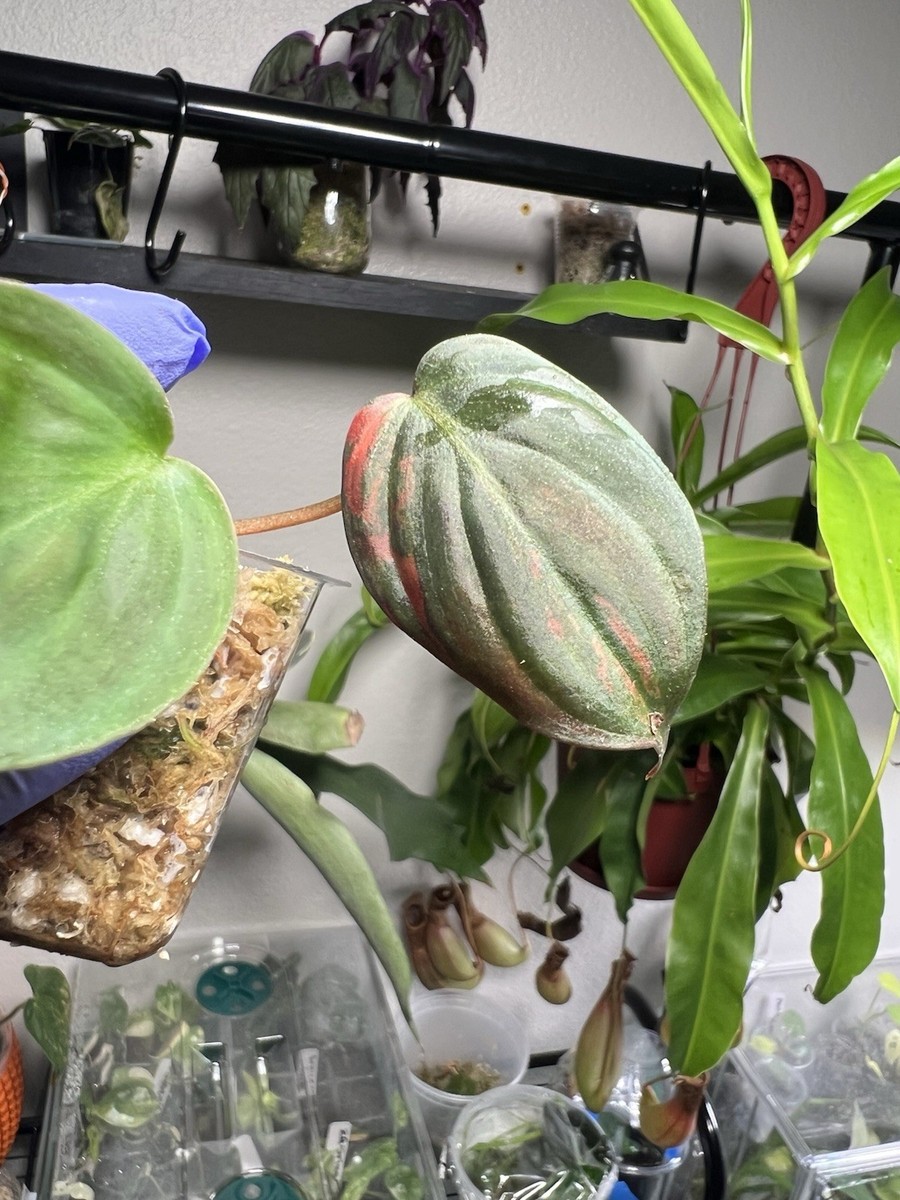 philodendron micans variegated | eBay