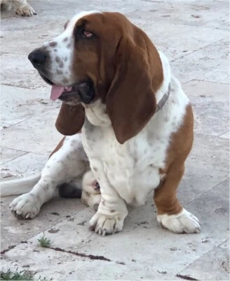 dog which does not shed hair