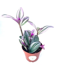 Tradescantia Nanouk Pink Houseplants Live Potted Houseplants, 4" Pot