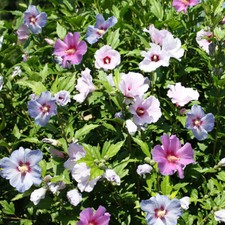 Hardy Hibiscus Bush, Tricolour 4.6L Pot, Pink White Blue Flowers, Garden Ready
