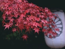 ÁRBOL DE ARCE JAPONÉS 200 SEMILLAS ACER PALMATUM INTERIOR Y EXTERIOR A GRANEL AL POR MAYOR