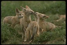 042007 Desert Kit Füchse A4 Fotodruck