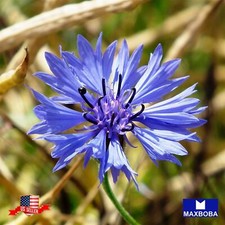 Fresh  Flower Seeds - Bachelor Buttons Cornflower Non-GMO Heirloom Garden