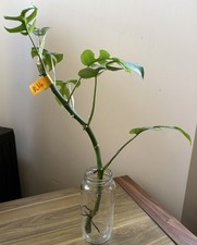 Mini Monstera Plant ‘Rhaphidophora Tetrasperma’ 45cm Tall ‘R14’