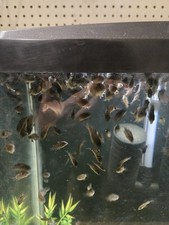Pack of 8 2 juvenile Polar Blue Convict Cichlids unsexed