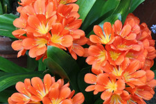 Clivia Miniata-Bush Lily-Easy Care Indoor Plant-Winter Blooming-Evergreen-Gift