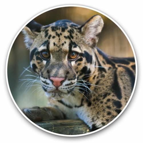 2 x Vinyl Stickers 20cm - Clouded Leopard Cub Cute Wild Cool Gift #2306 - 第 1/9 張圖片