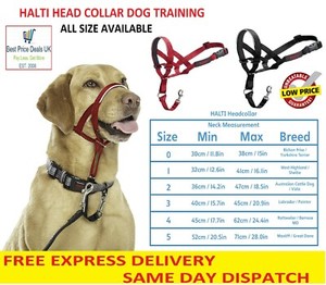 halti lead to stop pulling