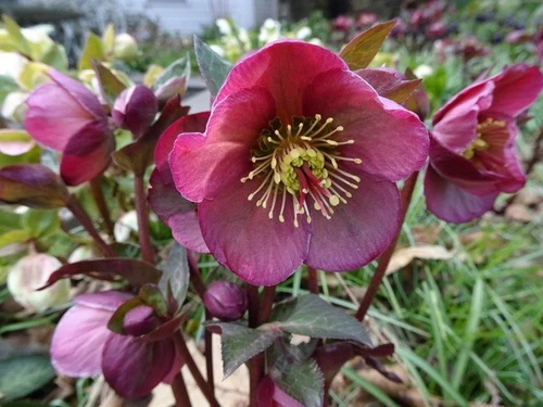 Hellebore Lenten Rose Frost Kiss Helleborus Winter Blooming Perennial Live Plant