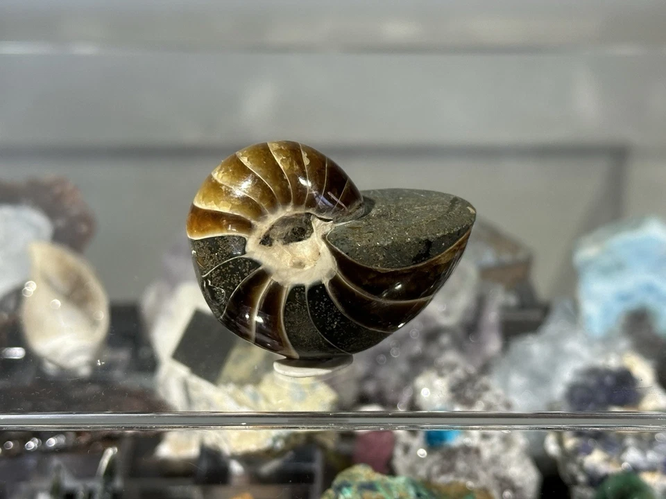 Polished Nautilus Ammonite Fossil Jurassic Madagascar 41g 100 Million Years Old - Image 2 of 4