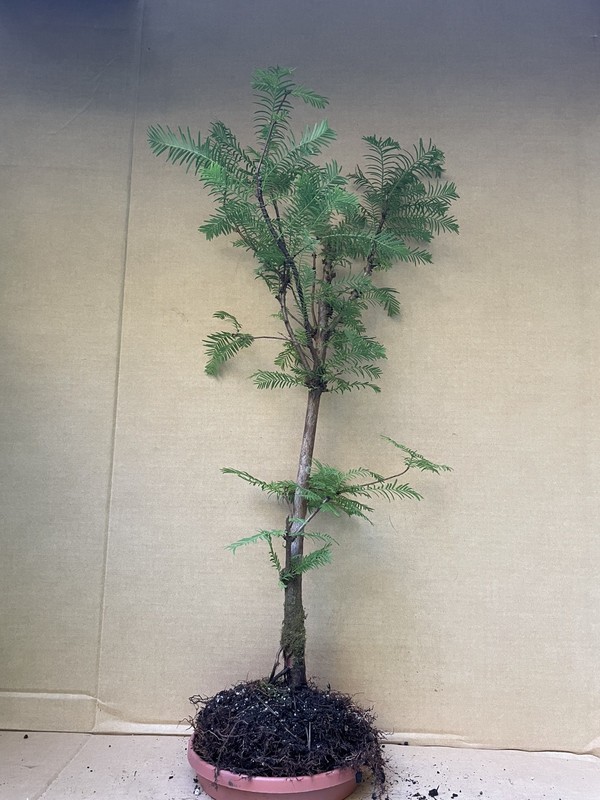 Dawn Redwood (Meta Sequoia) Deciduous Pre-Bonsai Tree,  Root Over Possibility 