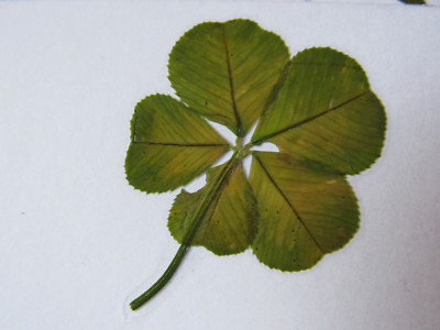 original : un vrai TRÈFLE à 5 FEUILLES  pour partager bonheur et fortune...