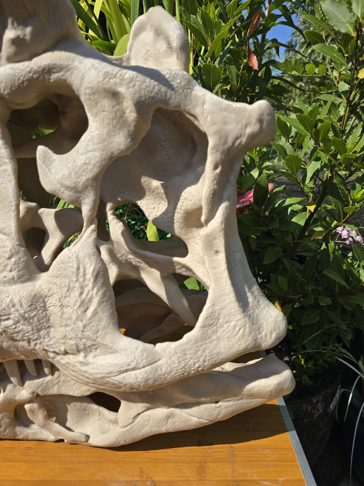 Life-size CARNOTAURUS skull Replica, Fossil
