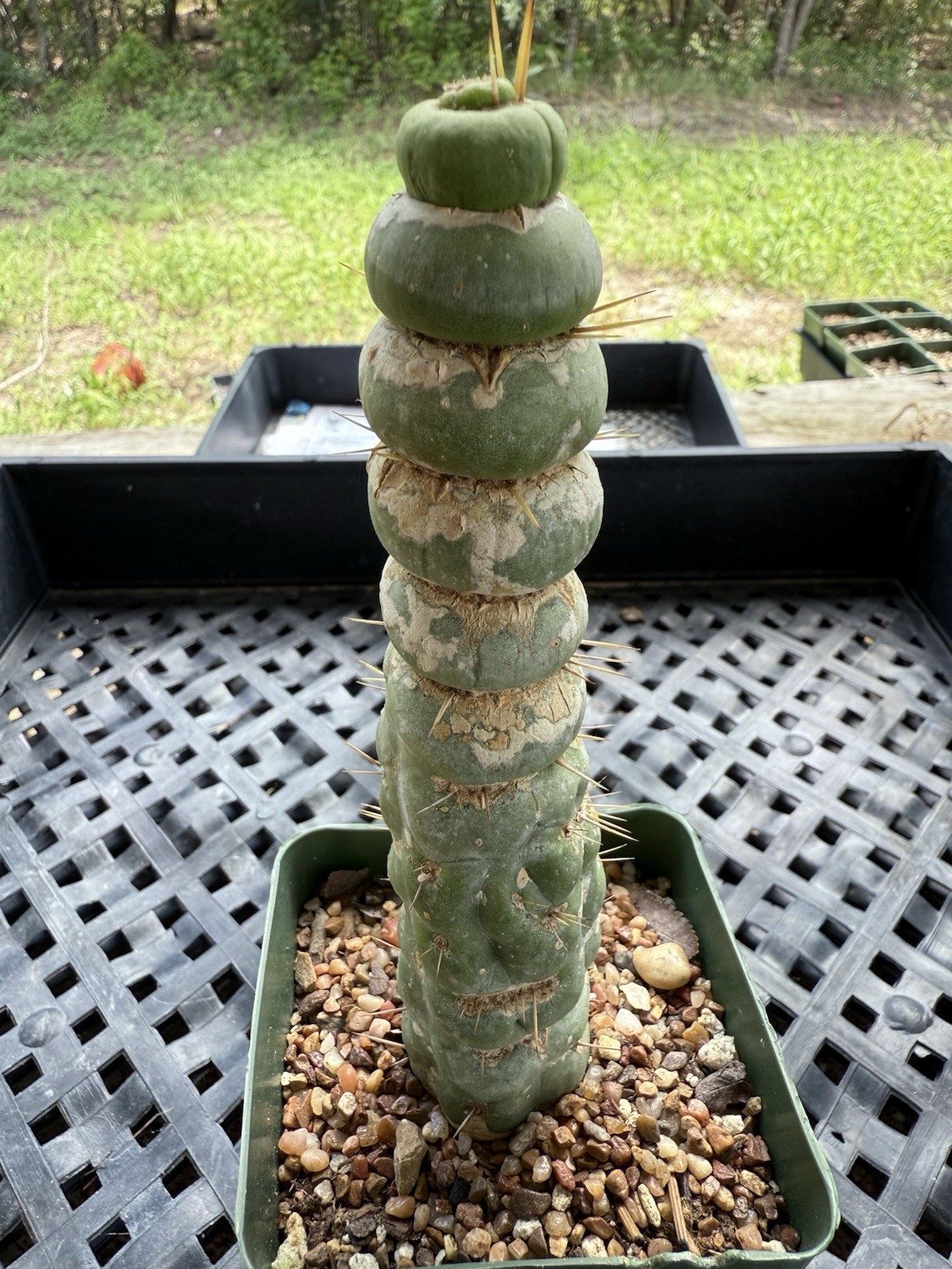 Eulychnia Castanea Spiralis “Unicorn Cactus “